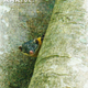 Illustration for article titled Monday Mustelid - Marten gwatkinsii Edition
